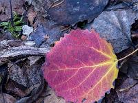Rot und gelb leuchtendes Espenblatt auf morschem Laub